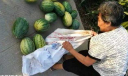 临夏吃瓜最新事件爆料,揭秘背后惊人真相，网络热议持续升温